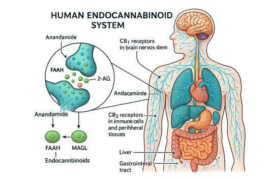 What Are Cannabinoids? A Beginner’s Guide to THC, CBD, CBN and the ECS
